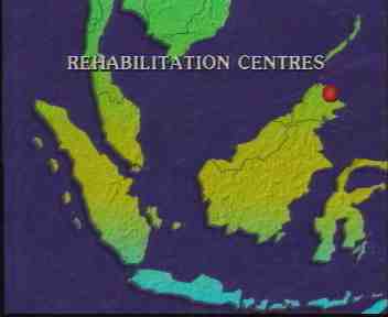 Orang Utan Rehabitation In Sapilok, Sabah, Malaysia